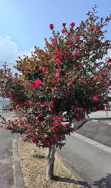山形市の大学病院近くにあるサザンカの並木が3月に花が咲いてきた様子。