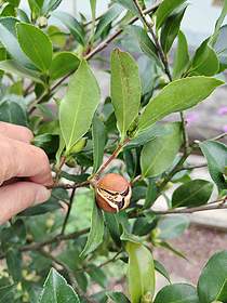 庭に植えてある桃花一重サザンカの実が熟して割れてきた様子。
