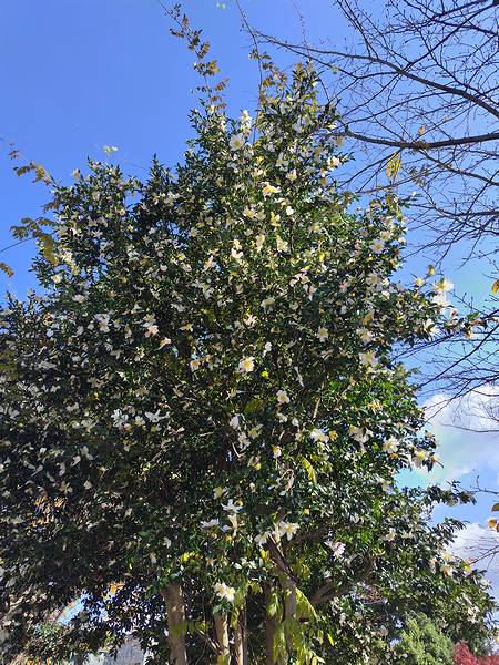 山形市西田の公園にあった、もう一本の白花サザンカが咲いている様子。
