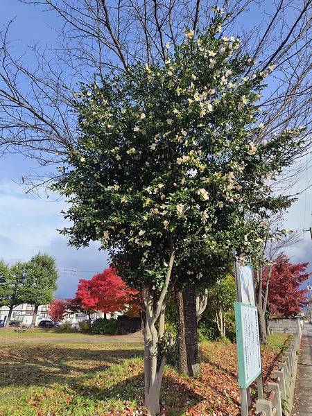 山形市西田の公園にあった、白花系のサザンカの大木が咲いている様子。