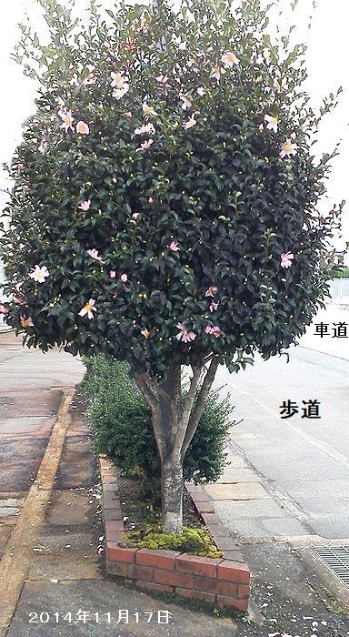 道路沿いの小さい花壇に植えられて大きくなった薄ピンクのサザンカ。