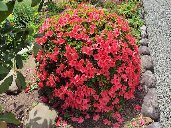 庭に植えている玉仕立ての4色に咲くサツキ。今の時期は赤色一面で咲いている。