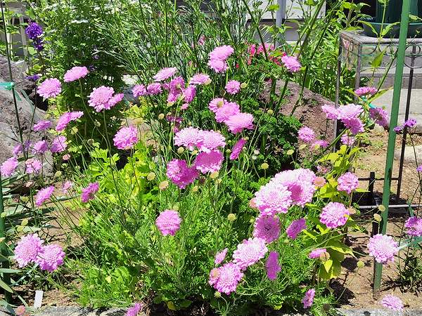 庭に植えている、スカビオサ・アメジストピンクが6月に咲いている様子。