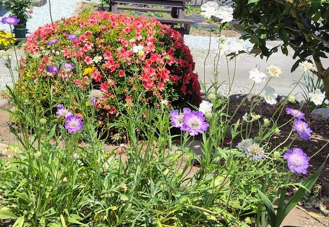 庭に植えてあるスカビオサ・コーカシカの白花と青花が6月に咲いている様子。