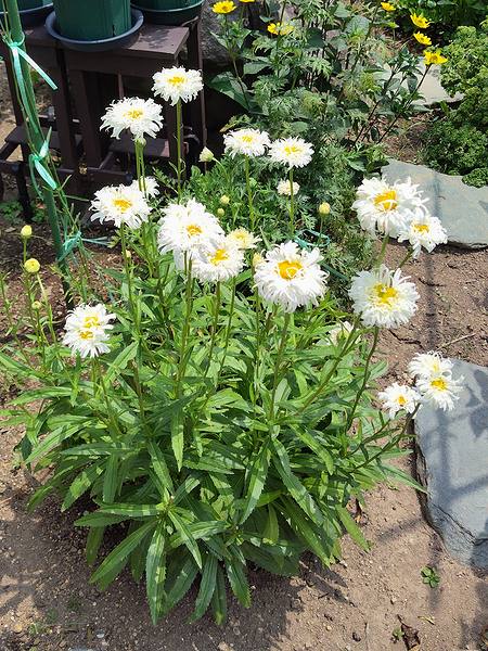 庭に植えているシャスターデージーが7
月に咲いている様子。