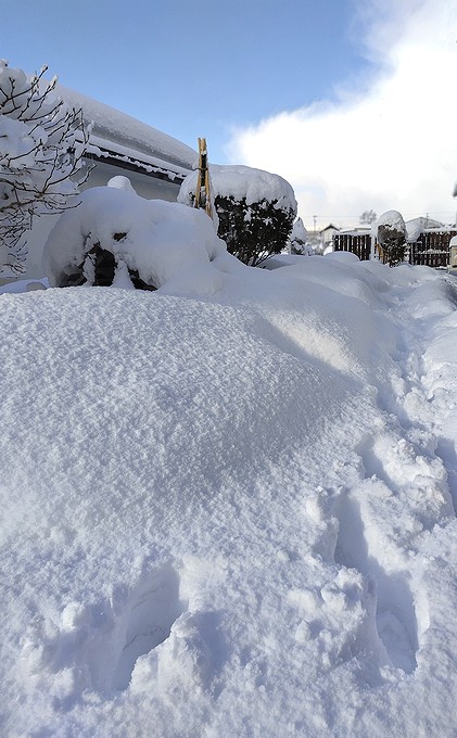 2025年2月9日。昨夜、庭に60cmくらい雪が積もった雪国の風景