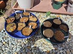 冬前にサザンカの種まきをしたものが、少し芽がでてきた翌年6月の様子。