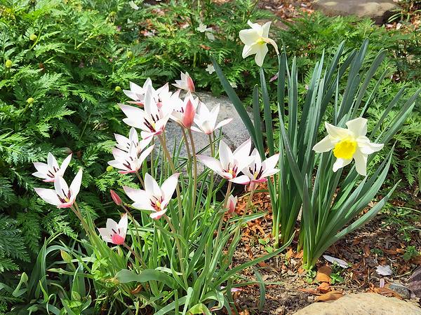 庭に植えてあるチューリップとスイセンが4月に咲いてきた様子。
