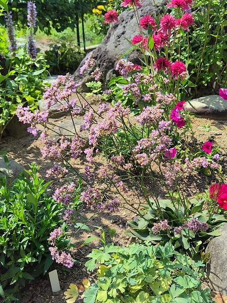 庭に植えている薄紫のスターチス・ダズルロックが8月に咲いている様子。