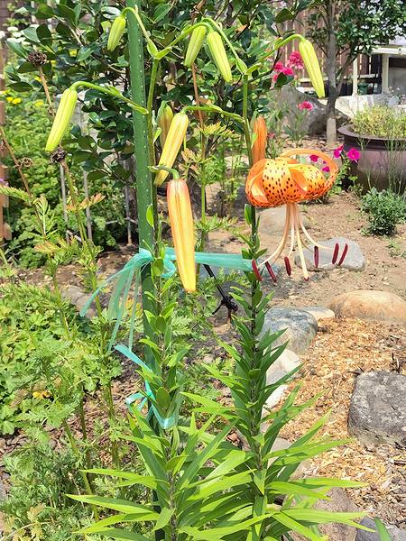 庭に植えているオニユリが7月に咲いている様子。