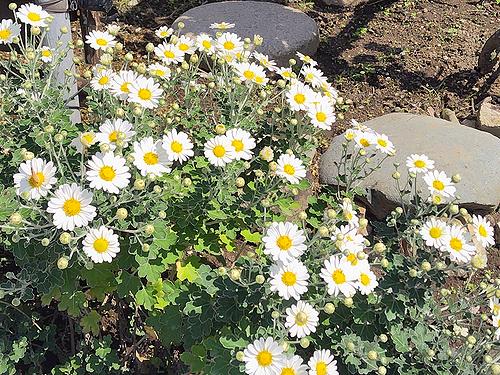 庭に植えている足摺野路菊の白花が9月に咲いている様子。