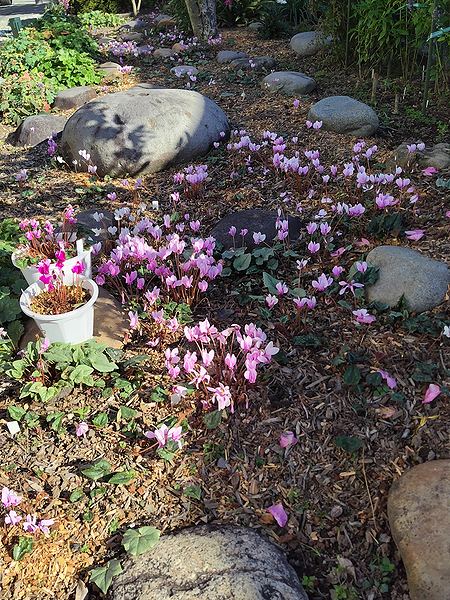 庭に一面咲いている原種シクラメン・ヘデリフォリウムの花