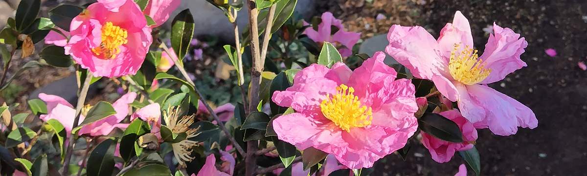 管理人SASANQUAの庭に植えてある、2015年にサザンカ立寒を台木に接ぎ木した、桃花一重サザンカ