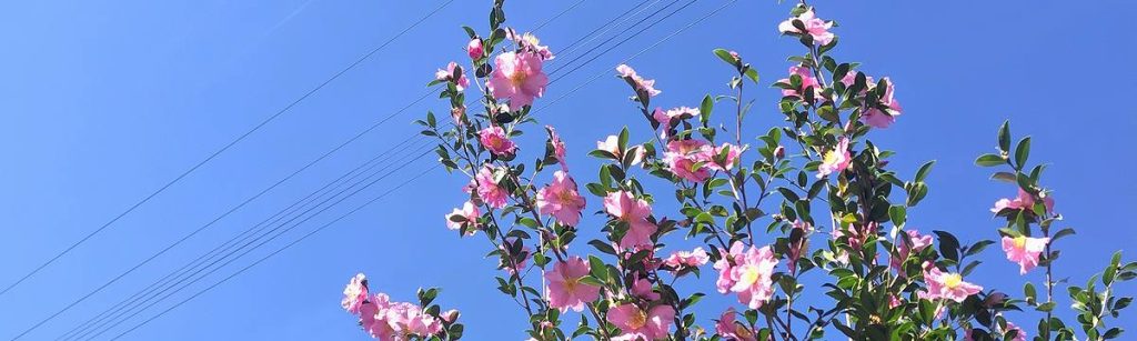 桃花のサザンカが青空に映え、きれいに咲いている様子。